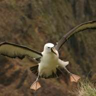 Image de profile de Albatros